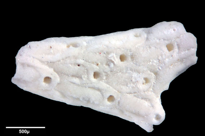 Senckenberg, Bryozoa, Bryozoen, Moostierchen, Sammlung Voigt