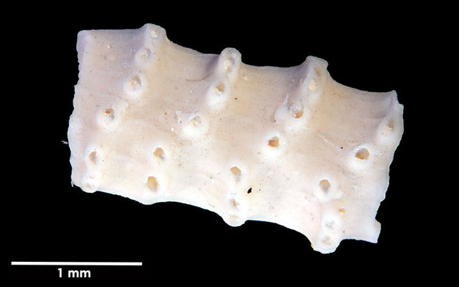 Senckenberg, Bryozoa, Bryozoen, Moostierchen, Sammlung Voigt