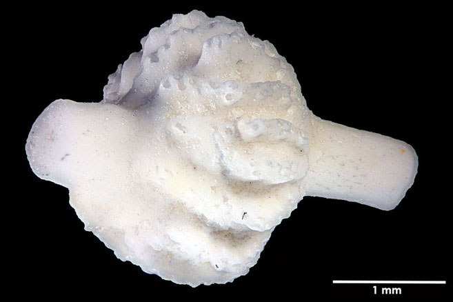 Senckenberg, Bryozoa, Bryozoen, Moostierchen, Sammlung Voigt