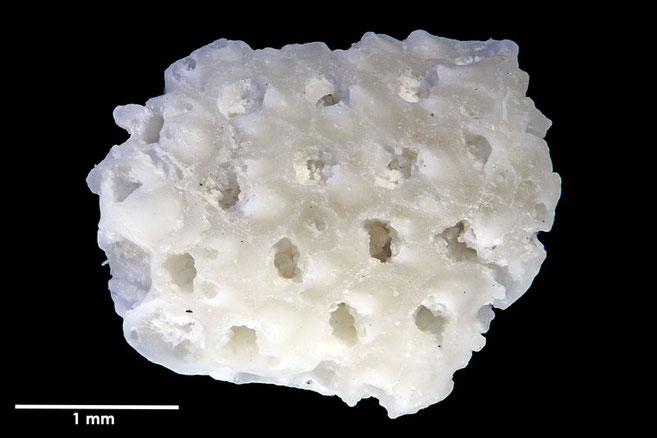 Senckenberg, Bryozoa, Bryozoen, Moostierchen, Sammlung Voigt