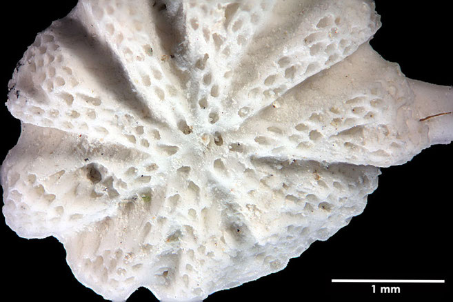 Senckenberg, Bryozoa, Bryozoen, Moostierchen, Sammlung Voigt