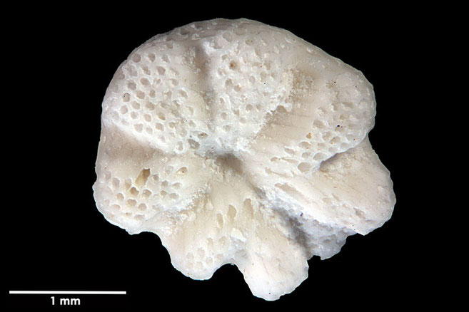 Senckenberg, Bryozoa, Bryozoen, Moostierchen, Sammlung Voigt