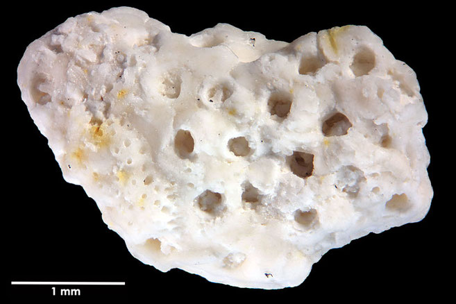 Senckenberg, Bryozoa, Bryozoen, Moostierchen, Sammlung Voigt