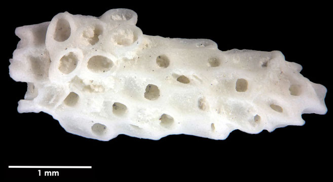 Senckenberg, Bryozoa, Bryozoen, Moostierchen, Sammlung Voigt