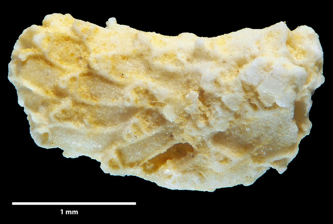 Senckenberg, Bryozoa, Bryozoen, Moostierchen, Sammlung Voigt