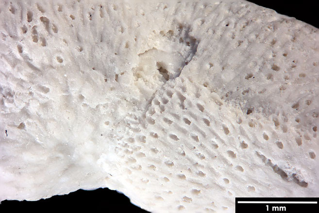 Senckenberg, Bryozoa, Bryozoen, Moostierchen, Sammlung Voigt