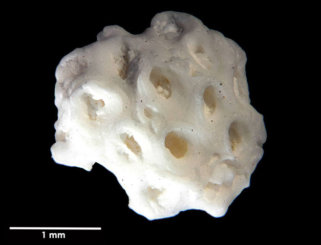 Senckenberg, Bryozoa, Bryozoen, Moostierchen, Sammlung Voigt