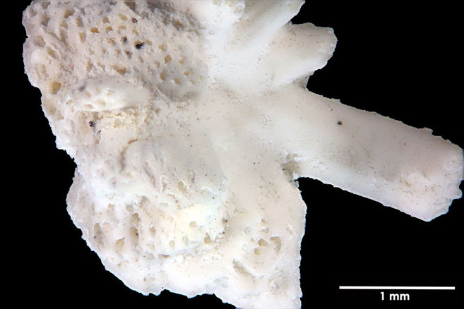 Senckenberg, Bryozoa, Bryozoen, Moostierchen, Sammlung Voigt