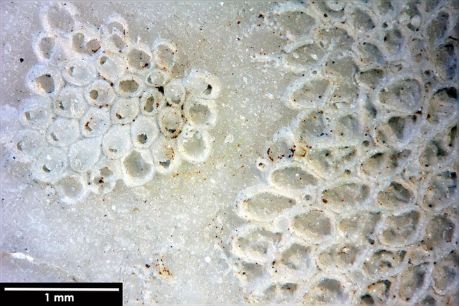 Senckenberg, Bryozoa, Bryozoen, Moostierchen, Sammlung Voigt