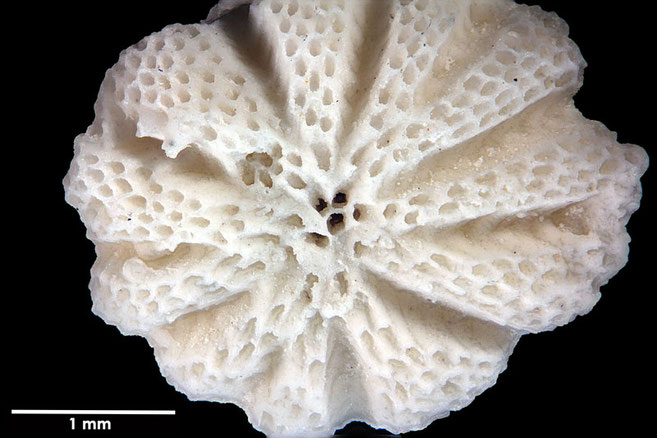 Senckenberg, Bryozoa, Bryozoen, Moostierchen, Sammlung Voigt