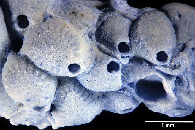 Senckenberg, Bryozoa, Bryozoen, Moostierchen, Sammlung Voigt