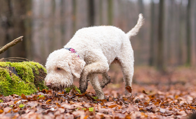 Spürnasenarbeit – Ausbildung zum Spürhund