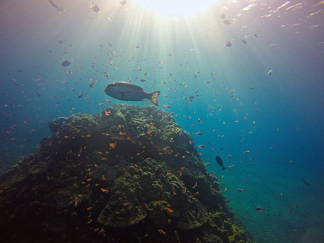 Diving in Indonesia