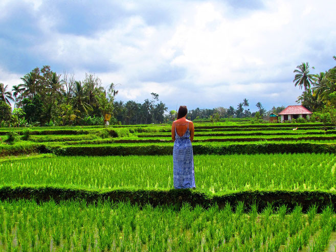 Rice paddies in Bali