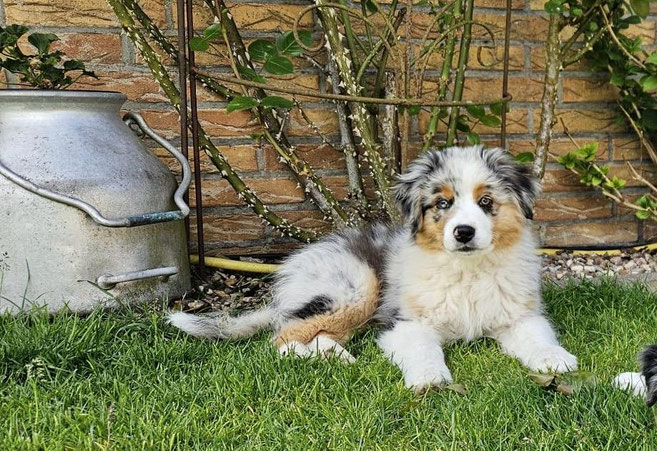 Aussie Welpe Blue Merle