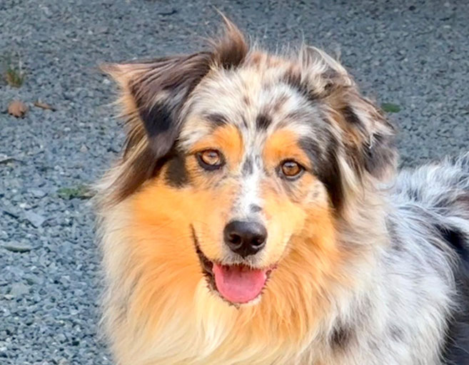 Leni Aussie-Hündin blue merle