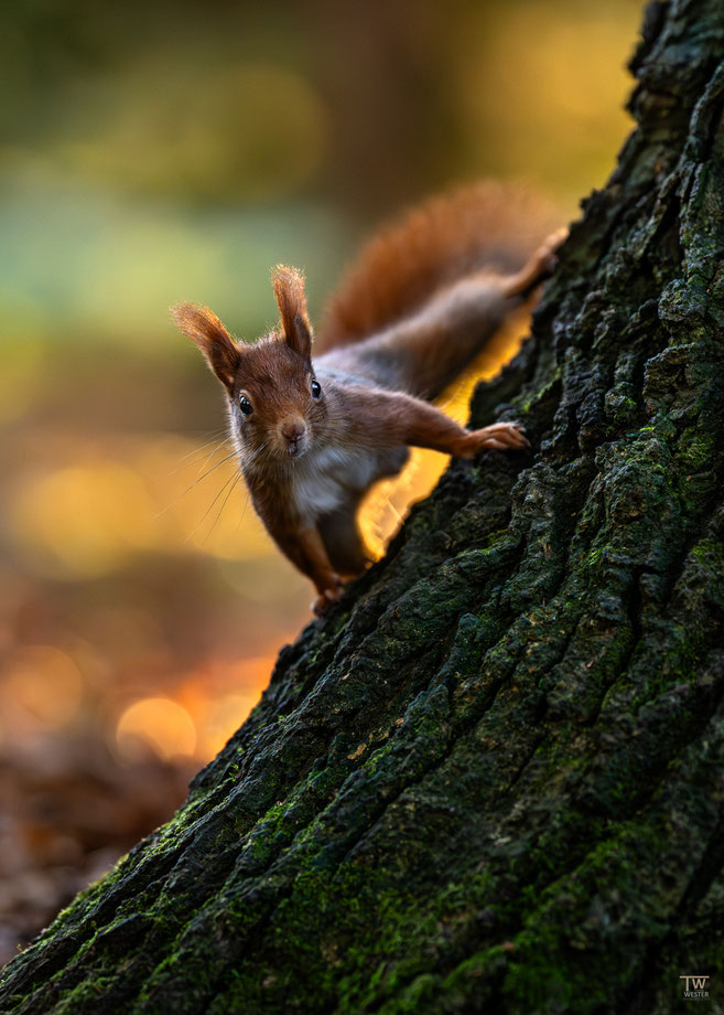 21. Vorsichtig blickte das Eichhörnchen um die Ecke, während die Sonne langsam durch den Wald dringt
