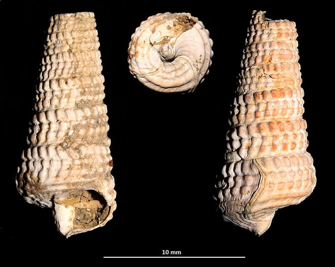 Potamides tricinctus, Macchia della Turchina (Monteromano, VT)