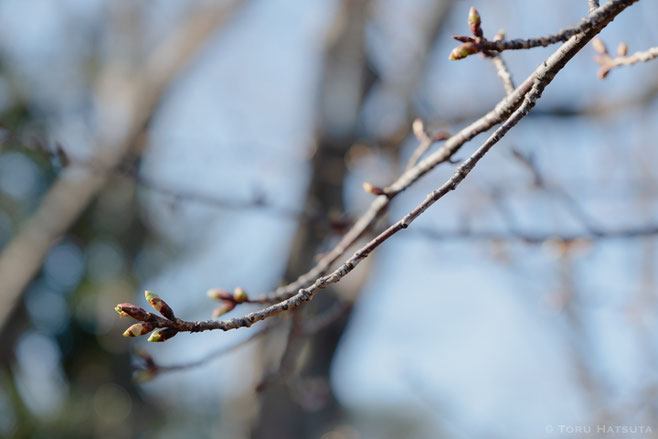 桜の花芽。河津桜？