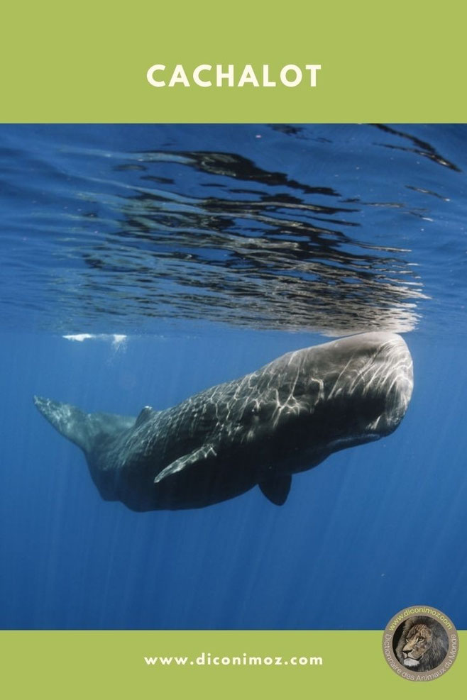 cachalot fiche animaux mammifères marins comportement taille poids longevite alimentation repartition