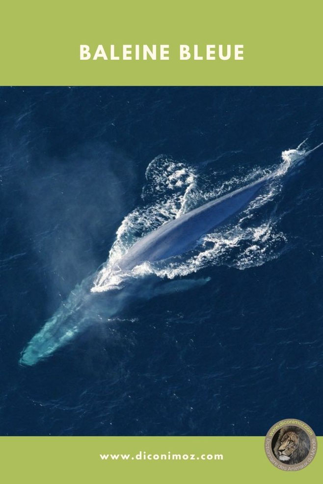 baleine bleu fiche animaux mammifères marins