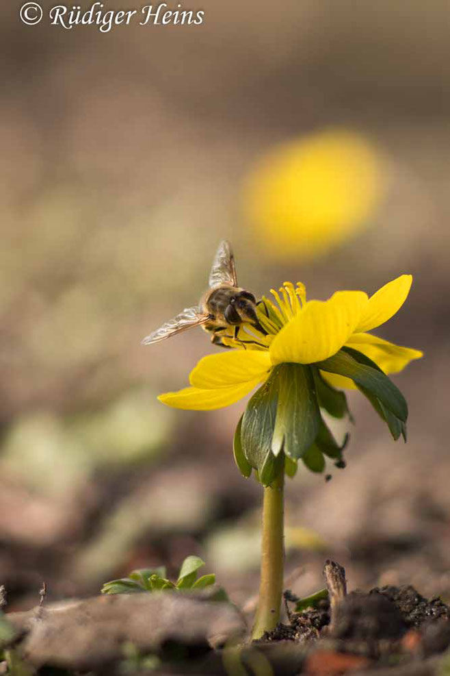 Winterling (Eranthis hyemalis) mit Bienenbesuch - 22.2.2021