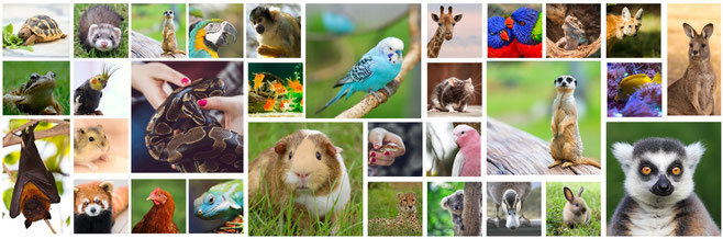 Birds, Chickens, Reptiles, Rabbits - Exotic Animal Veterinarian Birds, Chickens, Reptiles, Rabbits - Exotic Animal Veterinarian