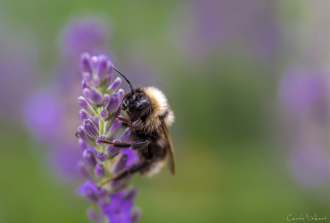 nochmals die Klammer-Hummel ;-)