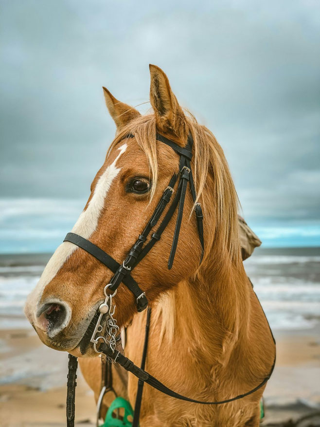 cheval astuces tiques puces poux moustiques mouches