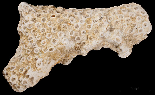 Senckenberg, Bryozoa, Bryozoen, Moostierchen, Sammlung Voigt