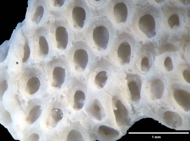 Senckenberg, Bryozoa, Bryozoen, Moostierchen, Sammlung Voigt