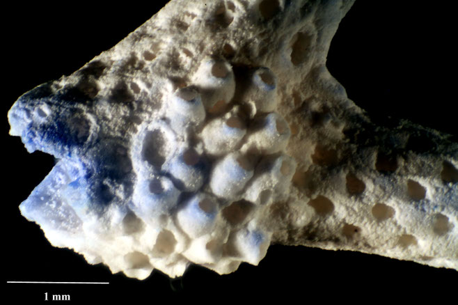 Senckenberg, Bryozoa, Bryozoen, Moostierchen, Sammlung Voigt