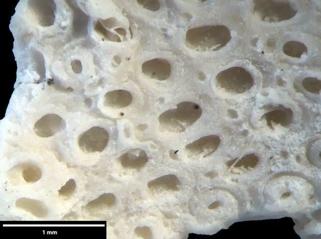 Senckenberg, Bryozoa, Bryozoen, Moostierchen, Sammlung Voigt