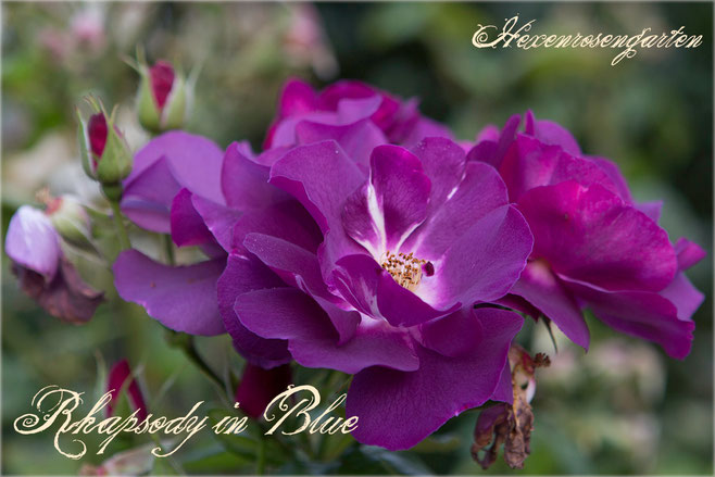 Rosen Rosenblog Hexenrosengarten Rhapsody in Blue Colishaw Warner lila purpur Staubgefäße Rosiger Adventskalender
