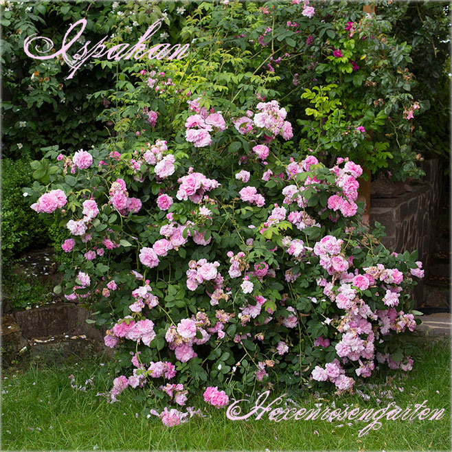 Rosen Rosenblog Hexenrosengarten Ispahan Damaszenerrose einmalblühend gefüllt Duftrose rosa Alte Rosen Rosiger Adventskalender