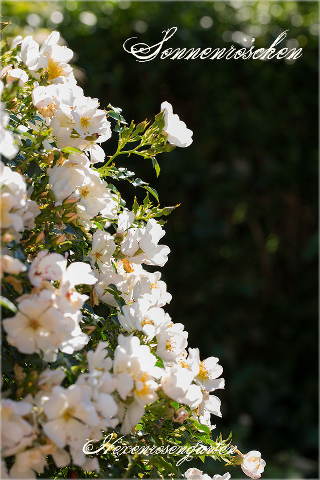 Rosen Rosenblog Hexenrosengarten Kordes Sonnenröschen Staubgefäße Zwergrose Bodendeckerrose Mauerkrone Rosiger Adventskalender