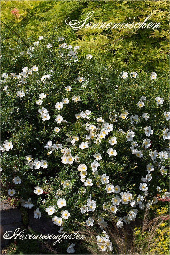 Rosen Rosenblog Hexenrosengarten Kordes Sonnenröschen Staubgefäße Zwergrose Bodendeckerrose Mauerkrone Rosiger Adventskalender