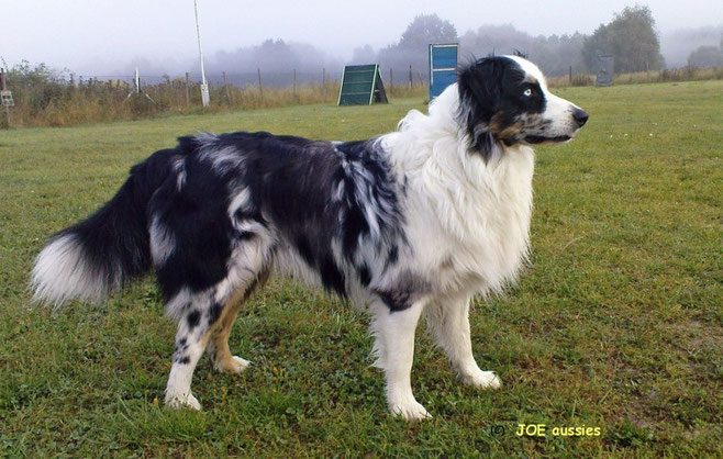 JOE SunkaWakan DNAVP 11.02.200716.07.2018 unvergessen joeaussiess