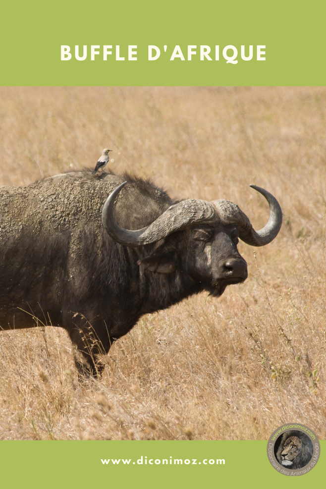 buffle d'afrique fiche animaux comportement taille poids alimentation repartition habitat