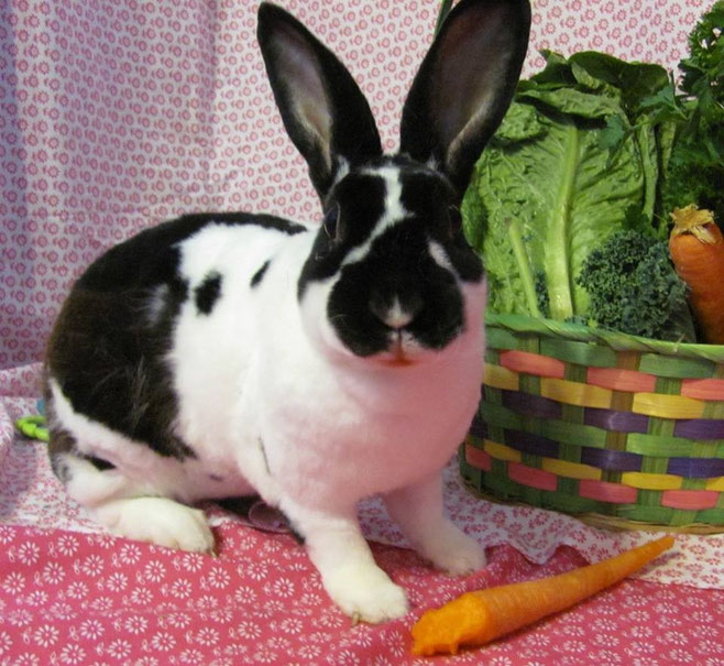 Huntsville Friends of Rabbits huntsvillefriendsofrabbits