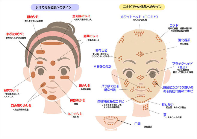 箱 抑制する 寂しい 左 頬 ニキビ 内臓 Hokensoudan Osaka Jp 箱 抑制する 寂しい 左 頬 ニキビ 内臓 Hokensoudan Osaka Jp