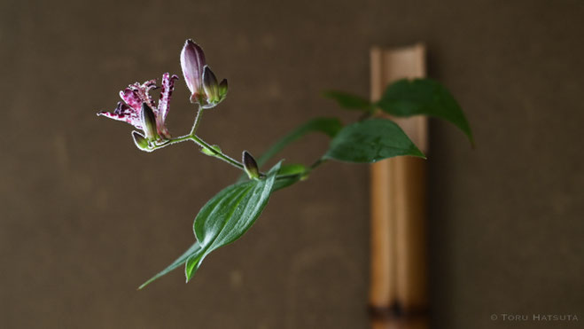 ☆お正月☆ 華道 茶道 竹二重切 花入 花器 根付き 池坊 銅板 ☆お正月☆ 華道 茶道 竹二重切 花入 花器 根付き 池坊 銅板