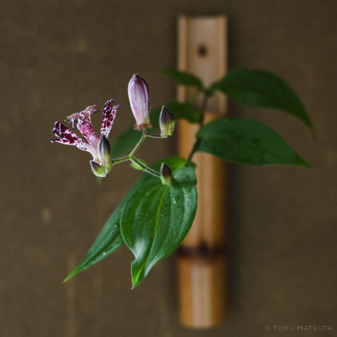 煤竹掛花入「かたわら」にホトトギスの花