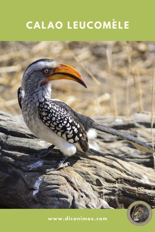 calao leucomele fiche animaux oiseaux taille poids longevité reproduction habitat prédateur