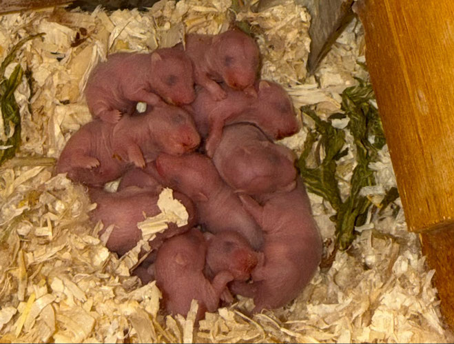 was kann ich für meine Hamster wegen dieser Hitze machen