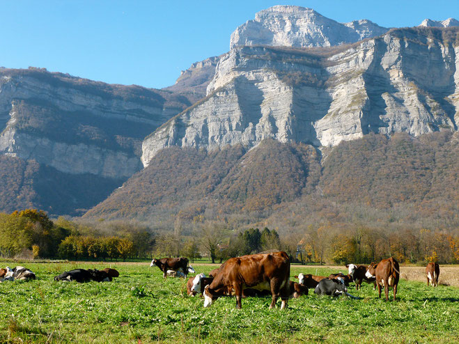 Vaches la ferme de crolles