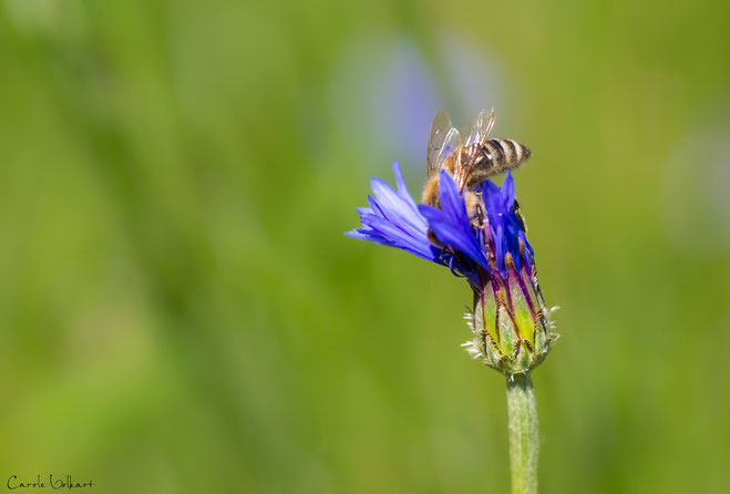 Biene auf einer aufgehenden Kornblume