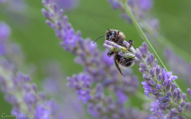 "Cliffhanger" - Hummel, die sich an Lavendelblüten festklammert