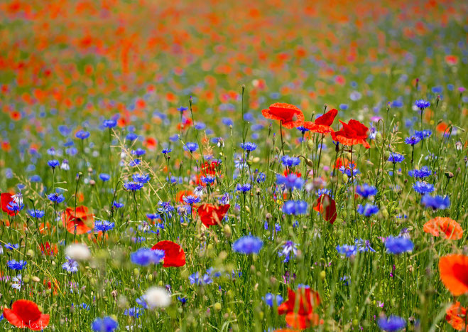 Mohn gemischt mit Kornblumen und sonstigen Wildblumen