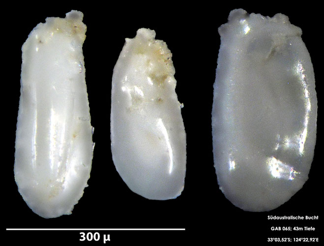 Foraminifere, Foraminifera, Bryozoa, Senckenberg, Australien